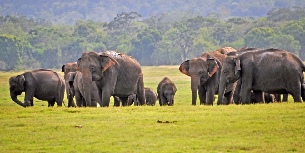 A Thai blueprint for Sri Lanka: solving human-elephant conflict with smart conservation